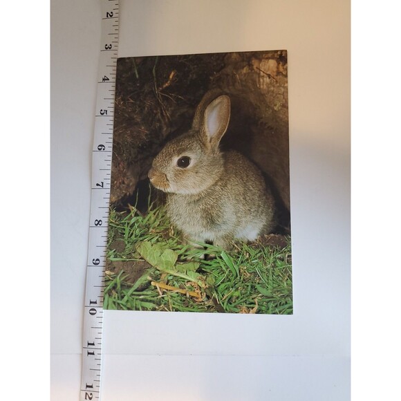 Postcard BUNNIE WABBIT John Robinson Published J. Arthur Dixon Great Britain - Picture 7 of 7